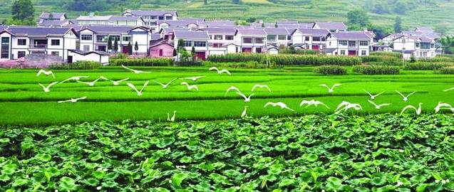 農村創業新利器 5大投資小、收益高的農業項目