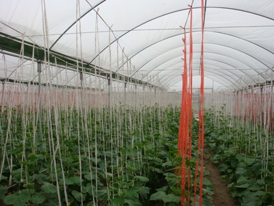 黑龍江肇源縣投資3.5億建溫室大棚有機(jī)蔬菜基地 農(nóng)業(yè)投資的價(jià)值與啟示
