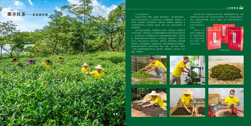 那章紅茶——臺山市廣海鎮人民政府的農業投資卓見成效